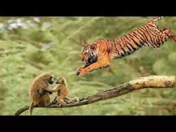Video: Tiger Lion Leopard And Monkey On The Tree
